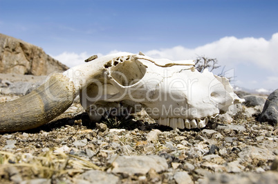 yak skull