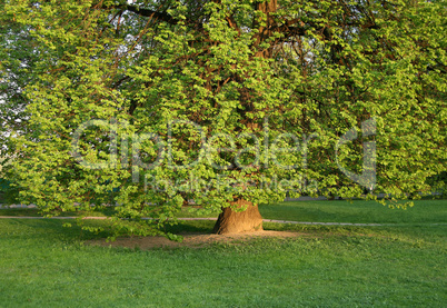 old tree with green foliage