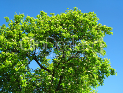green tree on a blue sky background