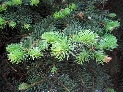 pine branches with young runaways