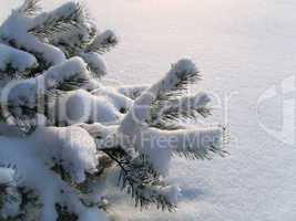 branches of pine under a snow
