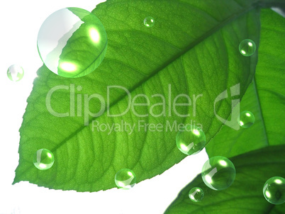 green lemon leaf with abstract air bubbles