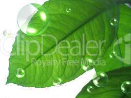 green lemon leaf with abstract air bubbles