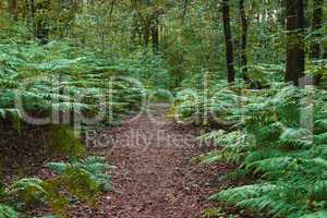 Farnweg im dunklen Wald