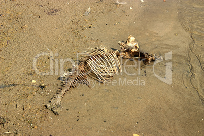 Fischskelett Am Strand