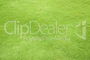 green grass background