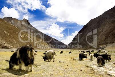 grazing goats