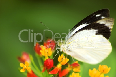 butterfly feeding on flower
