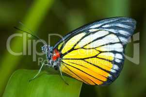 butterfly on a leaf