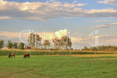 grazing cow in sunset
