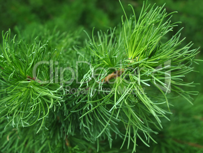pine branch background
