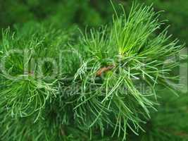pine branch background