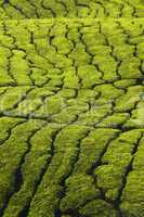 tea plantation texture