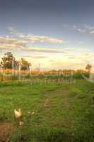 farming landscape in sunset