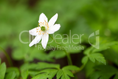 Anemone nemorosa