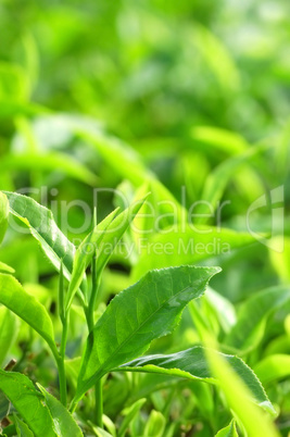 Tea Leaf