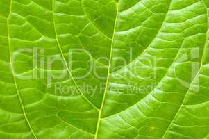 Macro leaf