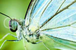 close up blue butterfly
