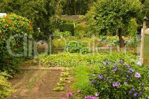 Kleingarten im Sommer