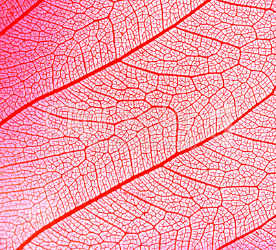 leaf abstract