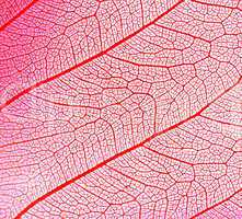 leaf abstract
