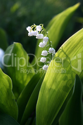 blooming Lily of the valley flover