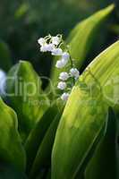 blooming Lily of the valley flover