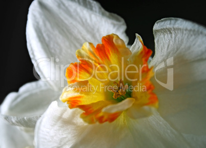 daffodils (narcissus) flower