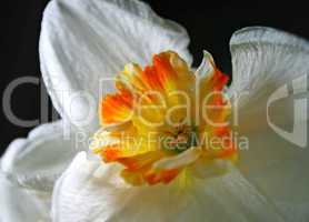 daffodils (narcissus) flower