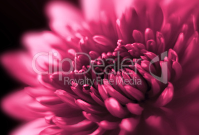 closeup of chrysanthemum