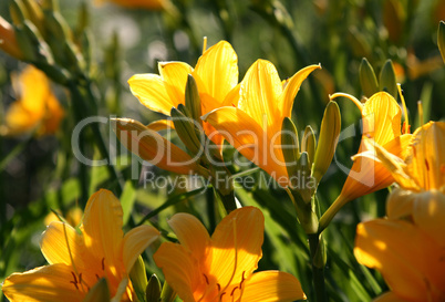 beautiful yellow flowers