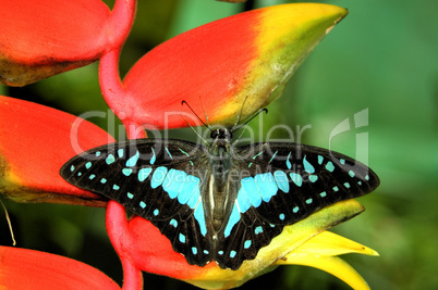 butterfly resting on plant