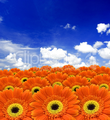 orange daisy flowers