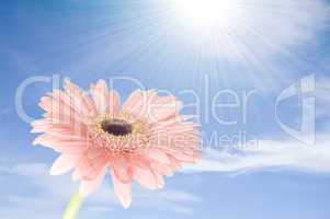 pink gerber flower against blue sky
