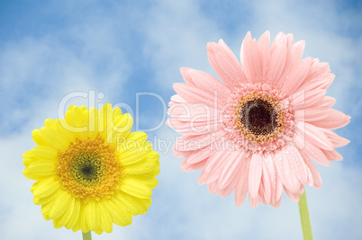 gerbers flower against blue sky