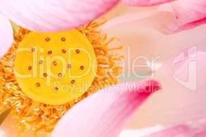 Close up of pink lotus seed pod
