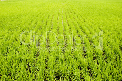 green paddy fields