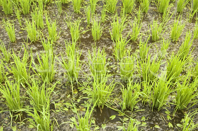 green paddy field (early stage)