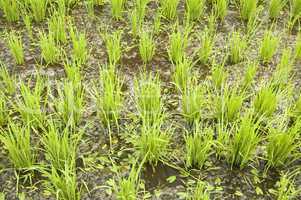 green paddy field (early stage)