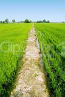 path at green paddy fields