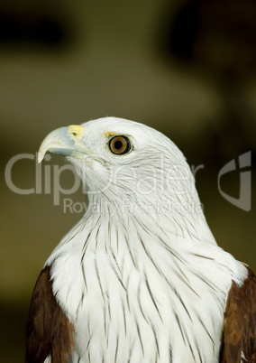 eagle portrait