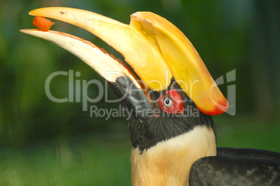 hornbill feeding papaya