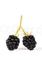 Brombeeren