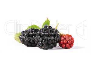 Brombeeren