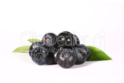 Heidelbeeren Heidelbeeren