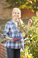 Woman picking fruit on allotment