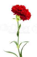 Red Carnation