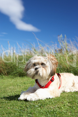 Small dog sitting on grass