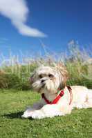 Small dog sitting on grass