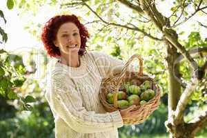 Woman picking apples in garden